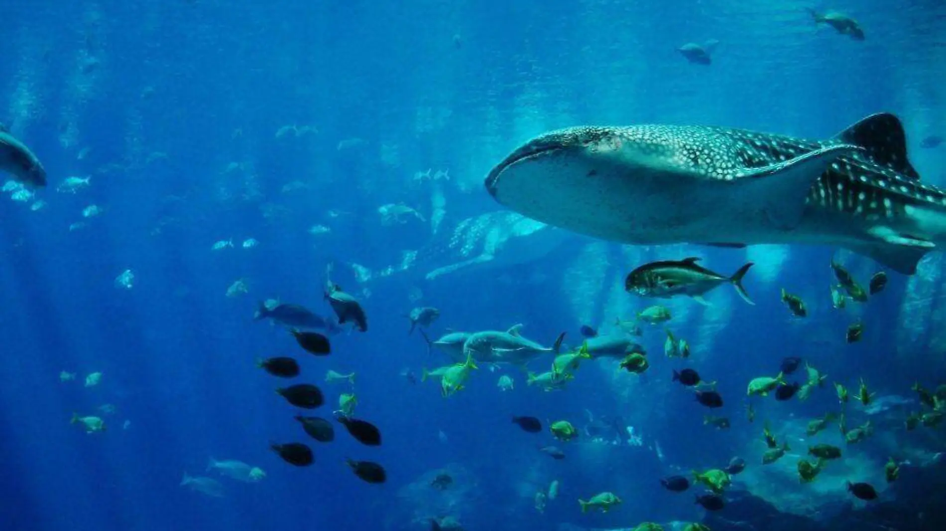 Tiburón ballena La Paz BCS